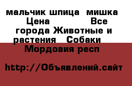 мальчик шпица (мишка) › Цена ­ 55 000 - Все города Животные и растения » Собаки   . Мордовия респ.